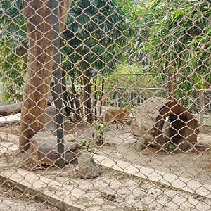 Jungle Cat - January 2023