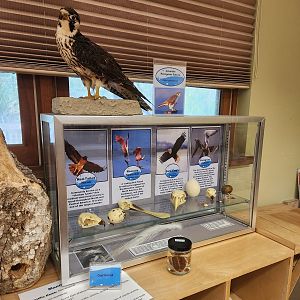 Marine Science Center - Bird displays