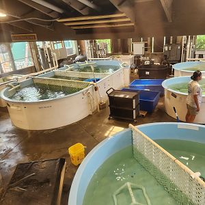 Marine Science Center - Sea turtle hospital