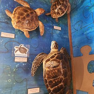 Marine Science Center - Sea turtle models