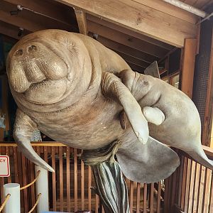 Marine Science Center - Manatee tribute
