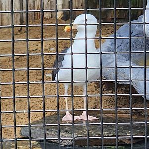 Marine Science Center - Great Black-backed Gull
