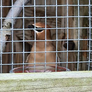 Marine Science Center - Cedar Waxwing