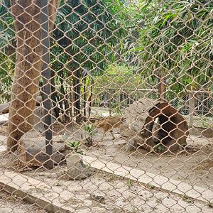 Jungle Cat - January 2023