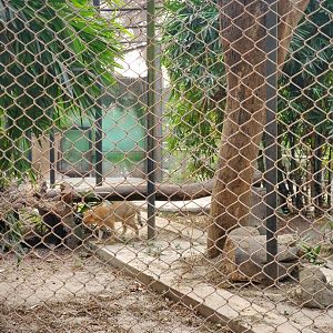 Jungle Cat Exhibit - January 2023