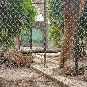 Jungle Cat Exhibit - January 2023