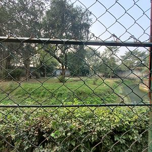 White Bengal Tiger Exhibit - January 2023