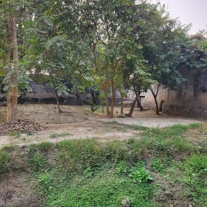 White Bengal Tiger - January 2023