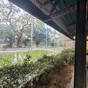 Bengal Tiger Exhibit - January 2023