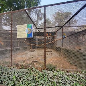 Great Green Macaw Exhibit - January 2023