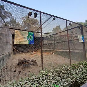 Severe Macaw + Hahn's Macaw Exhibit  - January 2023
