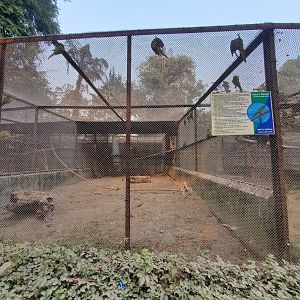 Severe Macaw + Hahn's Macaw Exhibit - January 2023