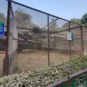 Victoria Crowned Pigeon Exhibit - January 2023