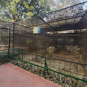 Indian Pied Hornbill Exhibit - January 2023
