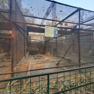 Red-Tailed Black Cockatoo - January 2023