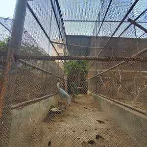 Sarus Crane Exhibit - January 2023