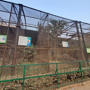 Lesser Indian Hornbill Exhibit + Great Argus Exhibit - January 2023