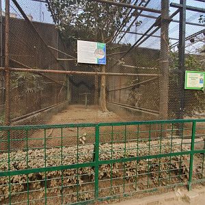 Great Argus Exhibit - January 2023