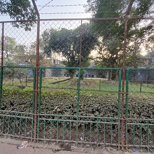 Asiatic Lion Exhibit - January 2023