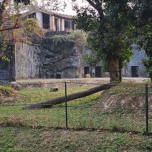 Asiatic Lion Exhibit - January 2023