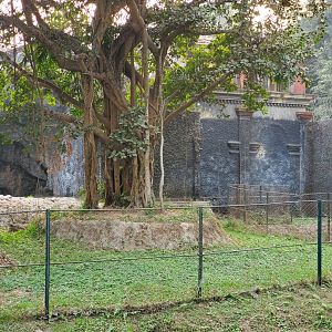 Banyan Tree in Asiatic Lion Exhibit - January 2023