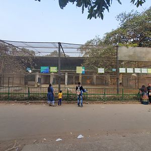 White Indian Peafowl Exhibit - January 2023