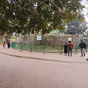 Lady Amherst's Pheasant Exhibit - January 2023