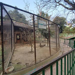 Chinese Silver Pheasant Exhibit - January 2023