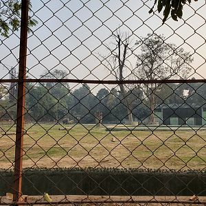 Indian Elephant Exhibit - January 2023