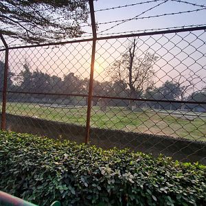 Indian Elephant Exhibit  - January 2023