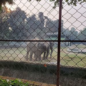 Indian Elephant - January 2023
