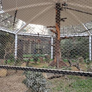 Green-Winged Macaw Exhibit - January 2023