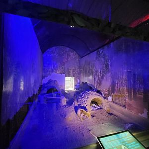 Indian Crested Porcupine Exhibit - January 2023