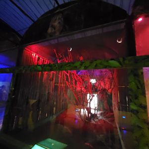 Bengal Slow Loris Exhibit - January 2023