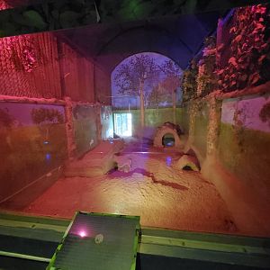 Second Indian Crested Porcupine Exhibit - January 2023