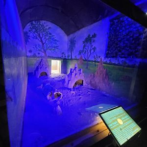 Indian Pangolin Exhibit - January 2023