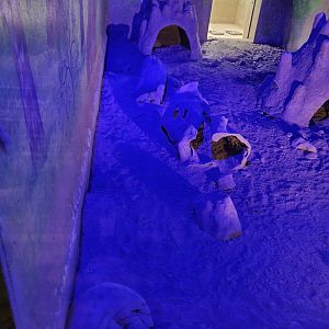 Indian Pangolin - January 2023