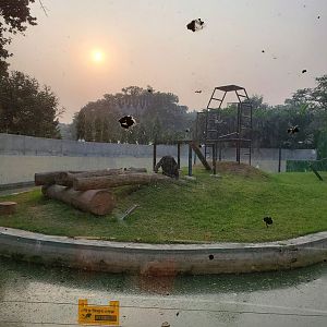 Chimpanzee Exhibit - January 2023