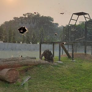 Babu the Chimpanzee - January 2023