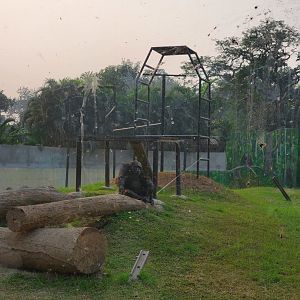 Babu the Chimpanzee - January 2023