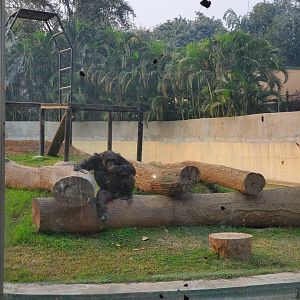 Babu the Chimpanzee - January 2023