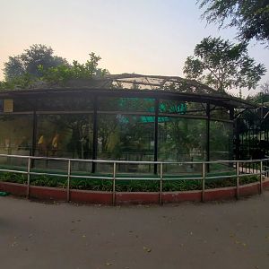 Bald Eagle Exhibit - January 2023