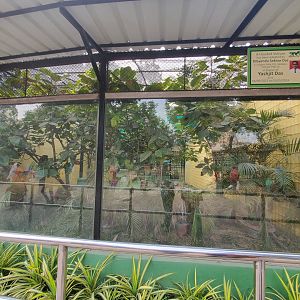 Hooded Vulture Exhibit - January 2023