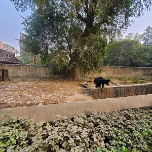 Indian Sloth Bear Exhibit - January 2023