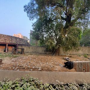 Indian Sloth Bear Exhibit - January 2023