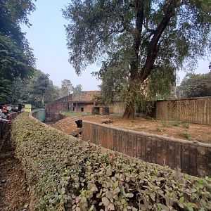 Indian Sloth Bear Exhibit - January 2023