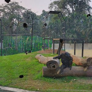 Babu the Chimpanzee - January 2023