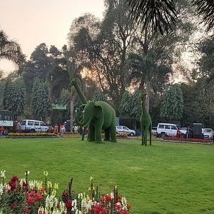 Animal Topiaries - January 2023