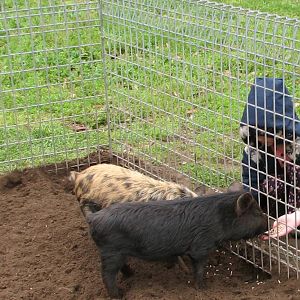 Nowra 2011 - Domestic Pigs