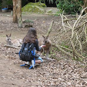 Nowra 2011 - Eastern Grey Kangaroos